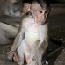 monkey_macaque_balinese_mf_ubud_v_0484_bal0486.jpg